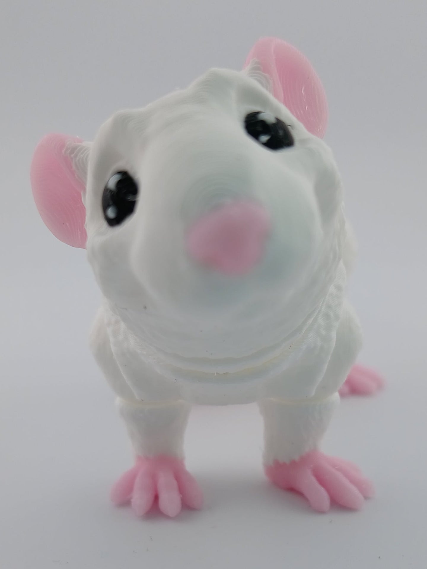 Rat